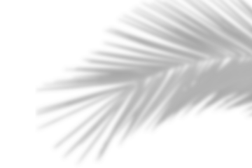 Tropical palm branch on transparent background. Natural coconut palm leaves leaf shadow. Black and white tree branch shadow overlay effect. Summer design elements