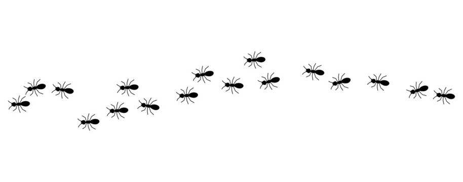 Black ants line 1 on a white background, vector illustration.