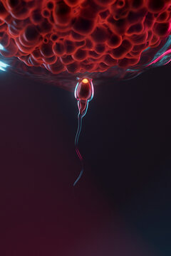 3D Render of Sperm Cell Approaching the Surface of an Egg