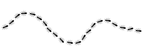 Black ants line 3 on a white background, vector illustration.