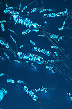 Helicobacter Pylori Bacteria in Microscopic View