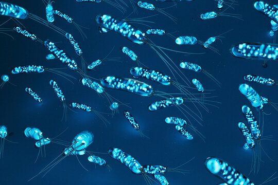 Swarm of Bioluminescent Helicobacter Pylori Bacteria