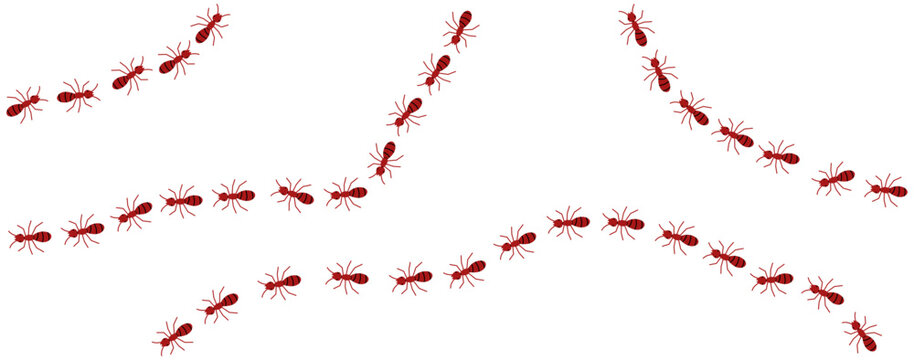 Red ants line 2 on a white background, vector illustration.