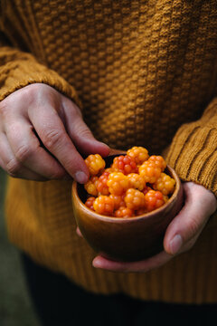 Harvesting Cloudberries in Finnish Lapland