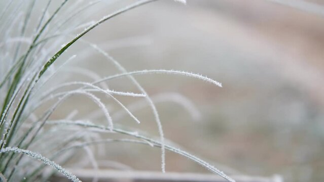 Frozen iced tree branches and leaves during foggy cold day. Macro close up view of icy twigs, grass covered by snow against winter forest. Plants in the wood at frosty weather. Nature landscape video