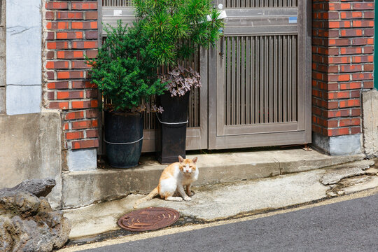 Flower pot and cat in front of iron gate.