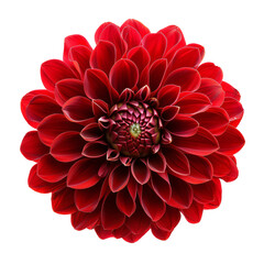Red Dahlia, transparent background, isolated image, generative AI