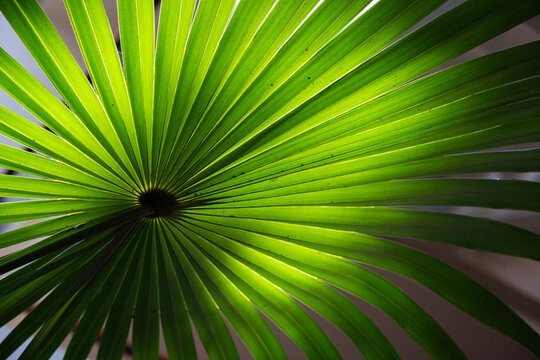 Green Palm Leaf under Sunlight