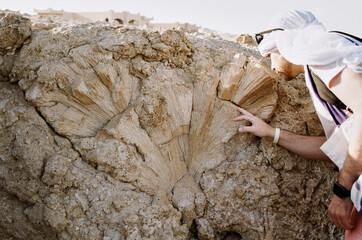 Man studying fossilized coral on the ocean shore
