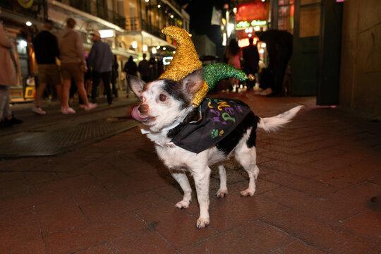 Party Animal on Bourbon Street New Orleans Mardi Gras