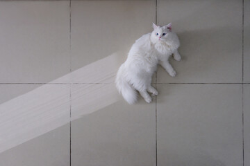 White British long-haired cat laying on the white floor