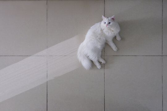 White British long-haired cat laying on the white floor