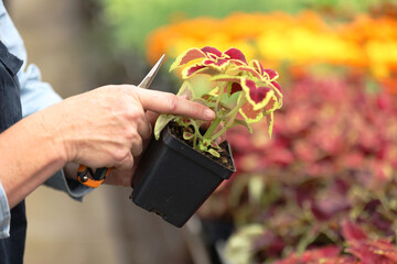 a person holding a potted plant with a pair of scissors