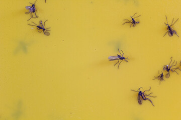 Background: Stuck Fungus Gnats