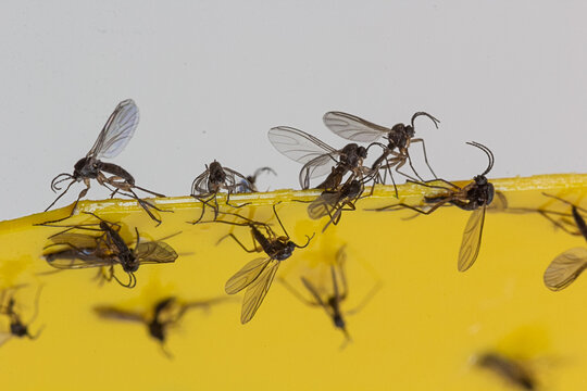 Fungus Gnats stuck on Sticky Trap
