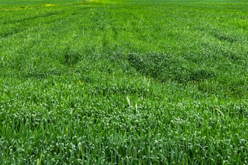 Field with tall green grass. Natural grassy green background. Selective focus.