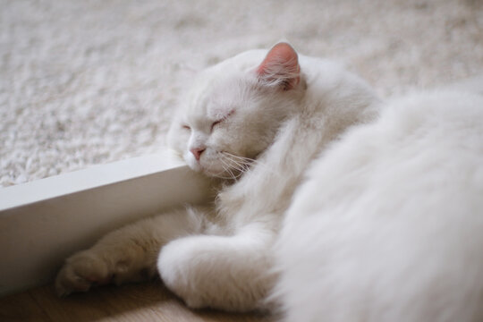 White sleeping British long-haired cat