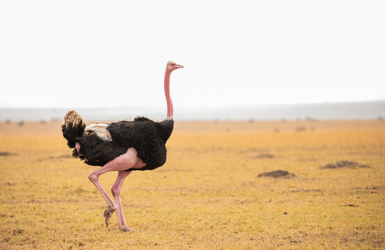 Ostrich Walks Through The African Savanna  