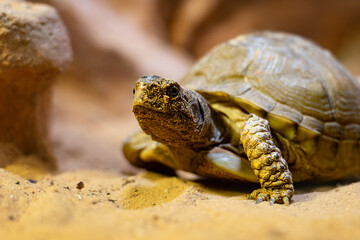 Sukata Turtle, Land turtle on the ground in the zoo.