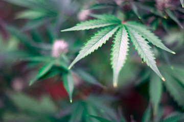 A full frame of marijuana foliage. Cannabis leaves background. Medical marijuana growing concept