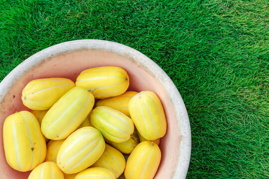 Yellow Korean melon on the lawn.
