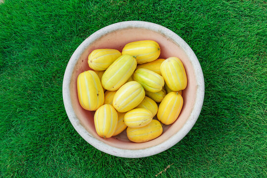 Yellow Korean melon on the lawn.