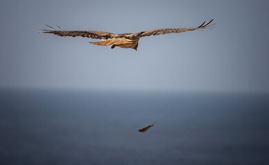 A red tailed hawk flying over the ocean looking at a small bird as prey