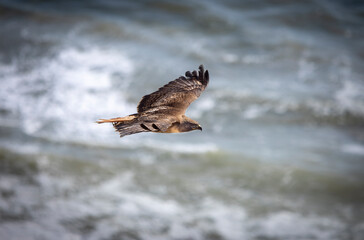 A red tailed hawk flying over the ocean.  The hawk flys below the camera so the top of the bird can be seen.