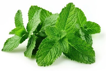 Fresh mint leaves with detailed veins isolated on white background