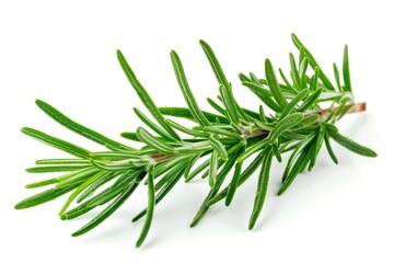 Fototapeta premium Fresh rosemary with needle-like leaves isolated on white background