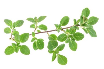 Obraz premium Marjoram sprigs with rounded leaves isolated on white background