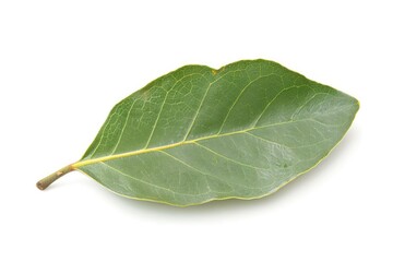 Obraz premium Single bay leaf with a smooth surface isolated on white background