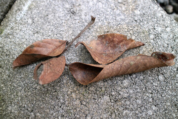 The dry brown leaves of the rambutan tree fell on the paving road