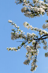 Blooming apple tree branches in Belgrade