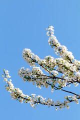 Blooming apple tree branches in Belgrade