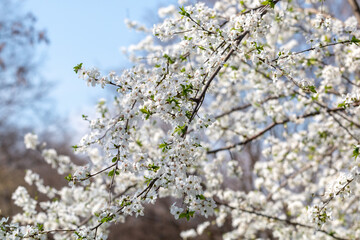 Blooming apple tree branches in Belgrade