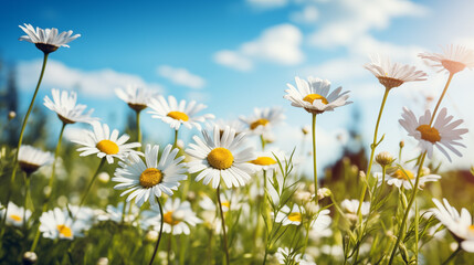 flower chamomile daisy natural landscape banner. Chamomile flower field.