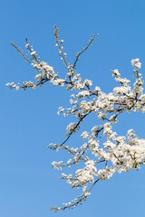 Blooming apple tree branches in Belgrade