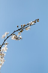 Blooming apple tree branch in Belgrade
