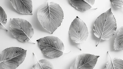 Skeleton leaves on a white backdrop for creating autumn themed designs in monochrome