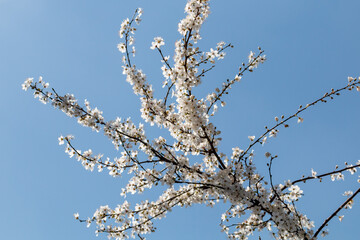 Blooming apple tree branches in Belgrade