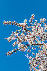 Blooming apple tree branches in Belgrade