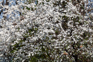 Blooming apple tree branches in Belgrade