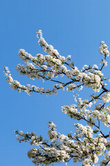 Blooming apple tree branches in Belgrade