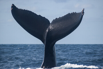 Humpback whale tail © estebanduquem