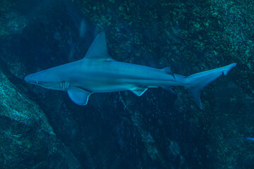 Shark swimming in a dark aquarium tank, showcasing its sleek body and marine habitat
