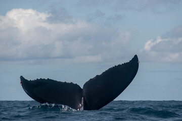 Fototapeta premium Humpback whale tail