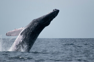 Fototapeta premium Humpback whale breaching
