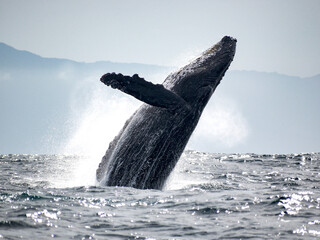 Fototapeta premium Humpback whale breaching