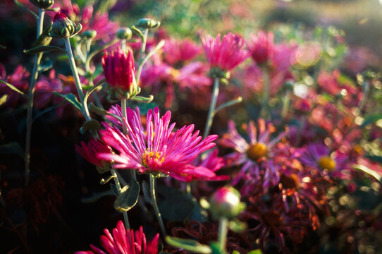 Fototapeta Summer nature flowers garden landscape
